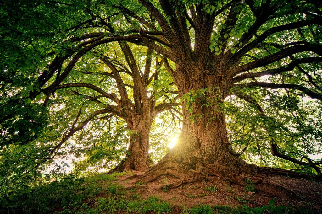 Arbre-de-vie-professionnel