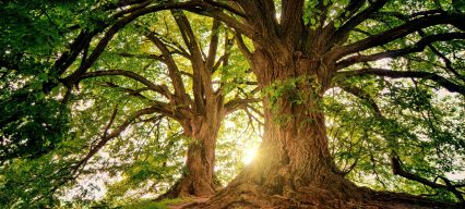 Arbre-de-vie-professionnel