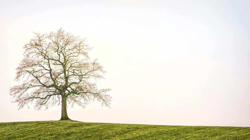 Arbre-de-compétences