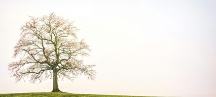 Arbre-de-compétences